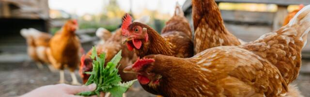 Toitumine on kõige alus: mida söövad ideaalseid mune munevad kanad?