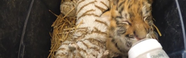 Reporter: Mis häält teeb väike amuuri tiiger?