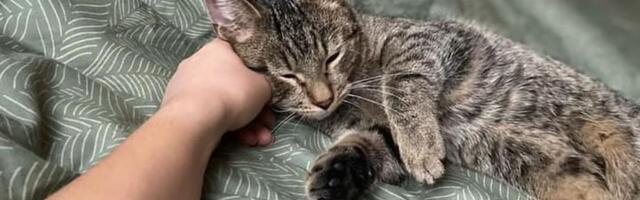 Naine aitas varjupaiga kassile rekordkiirusel kodu leida: kartlikust hingest sirgus kiiresti pere parim sõber