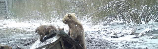Saadjärvel said karud söödakünast jagu