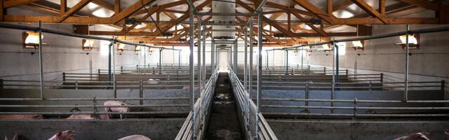 Nurme farmi sead lähevad ikkagi hukkamisele, esimesed loomad on juba katku surnud