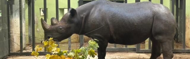 Kõrvitsapidustused on selleks aastaks peetud ja viimased kõrvitsad loomaaeda jõudnud
