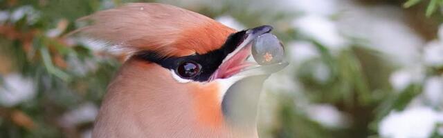 Kilvar Kessler NÄDALA FOTO