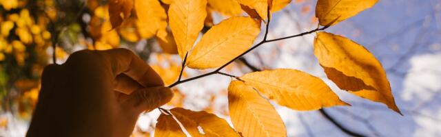 Uue nädala algus toob kuni 25 soojakraadi