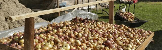 Peipsi sibula tippsibulat võib nüüd avalikult müüa ja osta