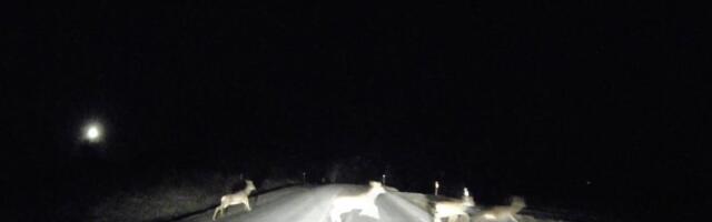 Ohvrist saab süüdlane? Liiklusõnnetusi põhjustavad ikkagi inimesed, mitte loomad