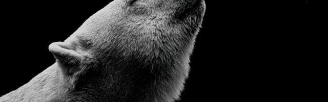 Tragöödia: Tallinna loomaaias sündinud kolmest jääkarupojast ei jäänud ellu ükski