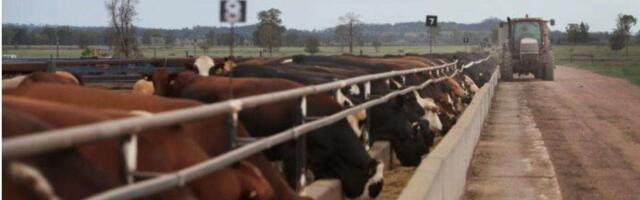 Australia Beef Producers Concerned Over EU Deforestation Compliance Laws