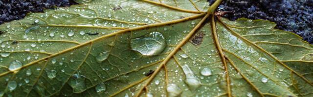 Lähipäevil on ilmarindel oodata tugevat tuult, vihma ja kohati ka äikest