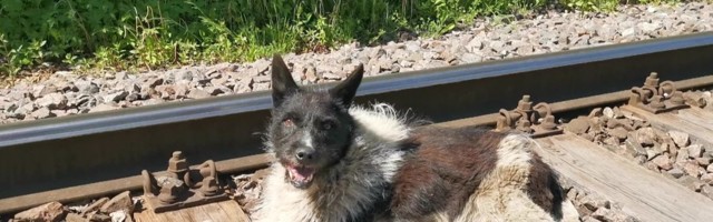 Reporter: Legendaarne hulkurkoer Žorik sai ausamba