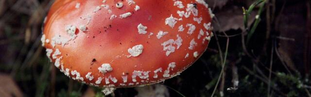 Kõiki seeni ei tasu korjata! Terviseametini on jõudnud hooaja esimesed tõsised mürgistusjuhtumid