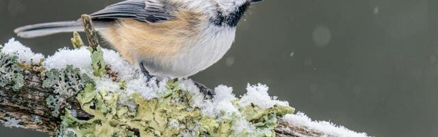 Peagi algab maismaa talilinnuloenduse käesoleva hooaja viimane periood