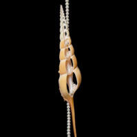 Hansel Tai „Mõrv- reis Paradiisi”