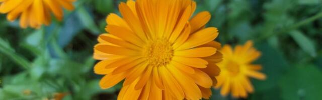 Avanes farmakognoosia mikrokraadiprogramm