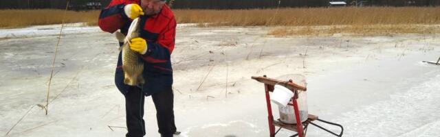 Kuidas Ahvenamaal pühasid tähistatakse: Karl-Erik peab saama oma jõuluhaugi!