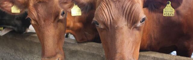 Ministeerium: raskustes piimatootjatele on kolm toetusmeedet ja need on juba kasutatavad