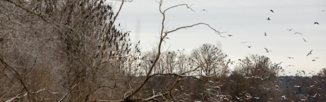 Tuhanded kormoranid ohustavad lõhejõe tulevikku