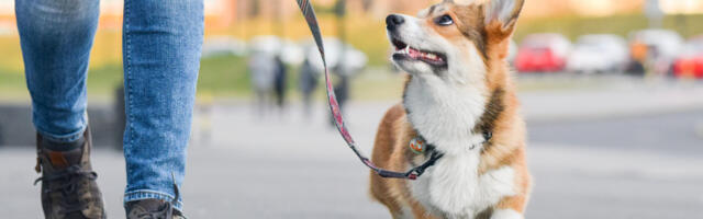 Päriselu käpapatrull? Uuring tõi välja ootamatu seose kuritegevuse ja koerajalutajate vahel