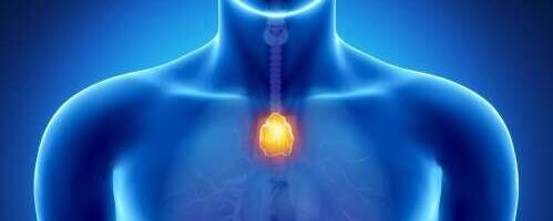 Harknääre ehk tüümus, selle talitlusega seotud haigused ja ravi