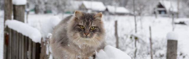 TALVEENNUSTUS | Ilmatargad on eri meelt: millal päriselt külmaks läheb?