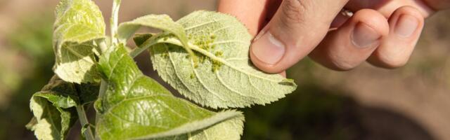 SPETSIALIST VASTAB | Mis aitaks õunapuuaeda ründavate kahjurite vastu?
