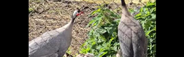 VIDEO | „Vot see oli ikka küll üllatus!“ Kassisoo Rantšo pärlkana haudus ootamatult välja 12 tibu