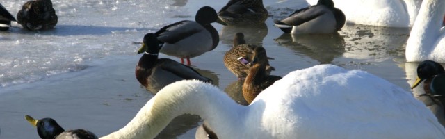 PTA: eriti ohtlik lindude gripp võib levida ka läbi loomsete saaduste