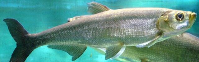 Põllule pritsitud putukamürk lühendab järvekalade elu