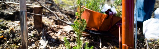 Inventuur: tegelikult on Eestis metsa järjest vähem raiutud ning üle poole riigist on metsaga kaetud