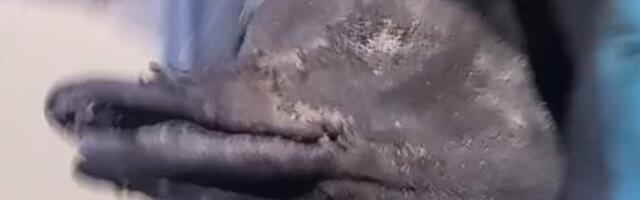 VIDEO | „Algul mõtlesin, et vaablasepesa!“ Mees leidis lõõre puhastades jõledas seisus pardi