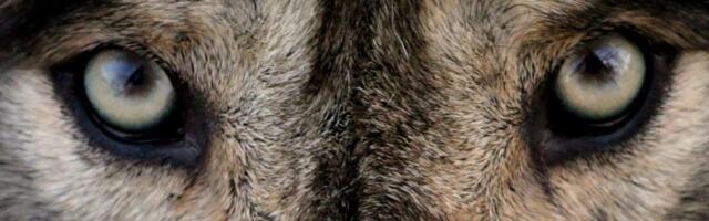 Urmas Glase: on’s naabrid lätlased meist osavamad hunditaltsutajad?