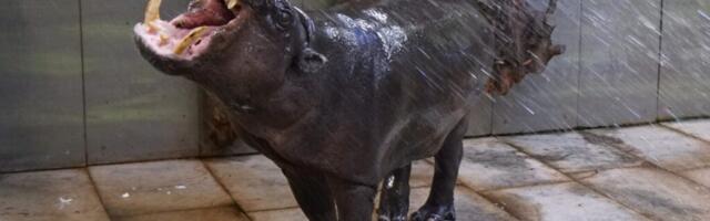 Loomaaia kääbusjõehobu Pupa sai 40-aastaseks