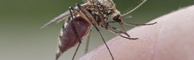 Eestis kinnitati inimestel uus sääskede levitatav haigus. Kas on põhjust muretseda?