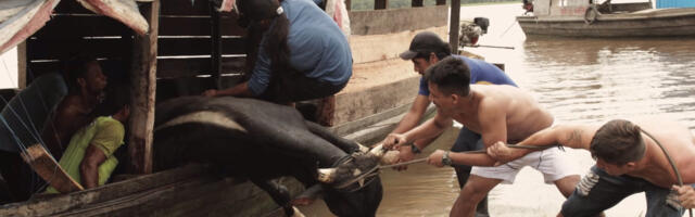 Kumus näeb tasuta Terje Toomistu Amazonase filmi