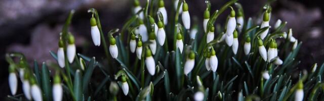 ILMATEADE | Pühapäeval on kena varakevadine ilm, õhtul tuleb kohati vihma