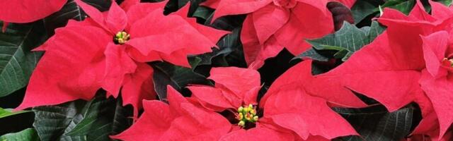 Aednik Jaan Mettik: jõulutäht on väga kapriisne tüüp