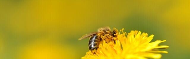 Pestitsiidid võivad muuta tolmeldajate käitumist ja sigimisvõimet