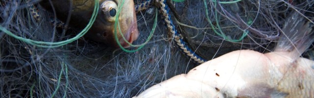 Mageveekalade töötlejad saavad riigilt erakorralist toetust