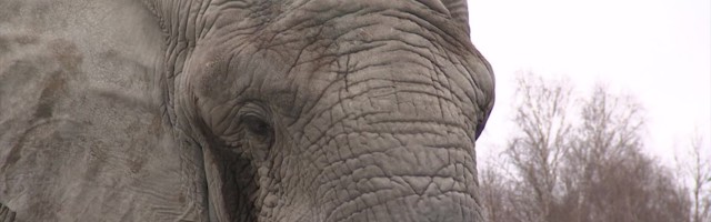 Reporter: Minge perega loomaaeda! Mõnus jalutuskäik ja huvitavad kohtumised garanteeritud