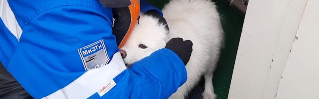 Reporter: Nädal aega jääväljadel hulkunud koer päästeti Vene jäälõhkujaga