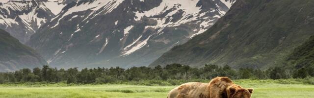 VIDEO | SURMASUUST PÄÄSENUD! Karukaamerat jälginud loodusfännid päästsid Alaska matkaja elu