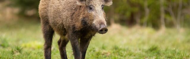 Keskkonnaamet suurendab metssigade küttimismahte