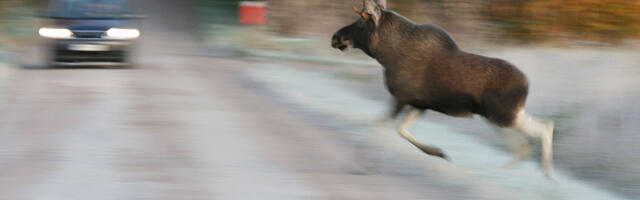 Kanepi vallas sõitis auto otsa põdrale, üks inimene viidi haiglasse