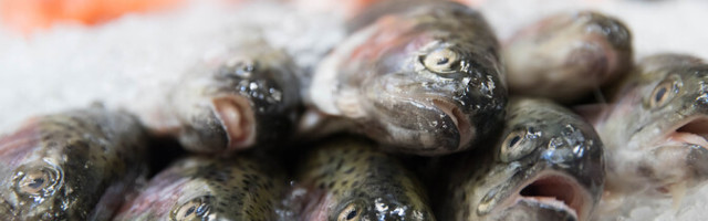 Tuleval aastal võib piiriveekogudest püüda vähem kala