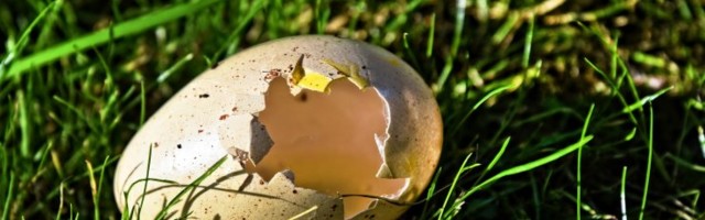 Miks ja millal meie imetajatest esivanemad lõpetasid munemise?