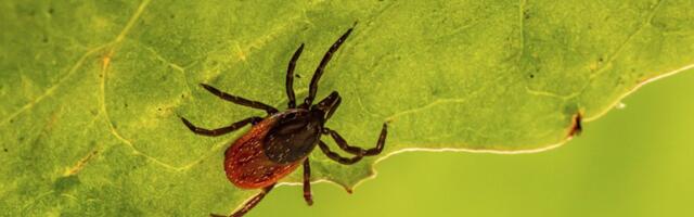 Puuk levitab haigusi varasemast rohkem