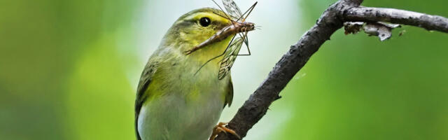 Fotolugu: siristaja lehelinnuke