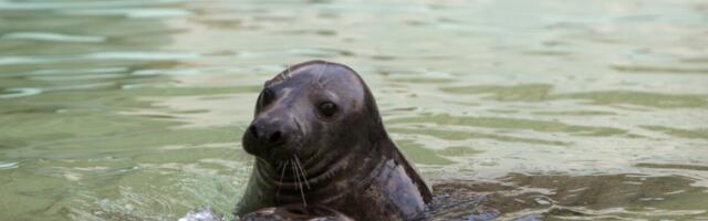 Kalurid saavad toetust hülgekindlate püügivahendite ostuks