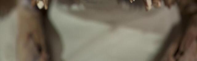 Reporter: Koolimaja põranda alt tuli välja hambuline elukas