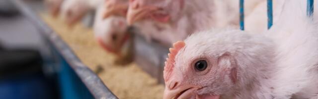 Regionaal- ja Põllumajandusministeerium teeb ettepaneku keelata munakanade puurispidamine